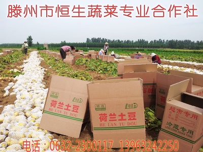 山东滕州大坞小坞土豆
