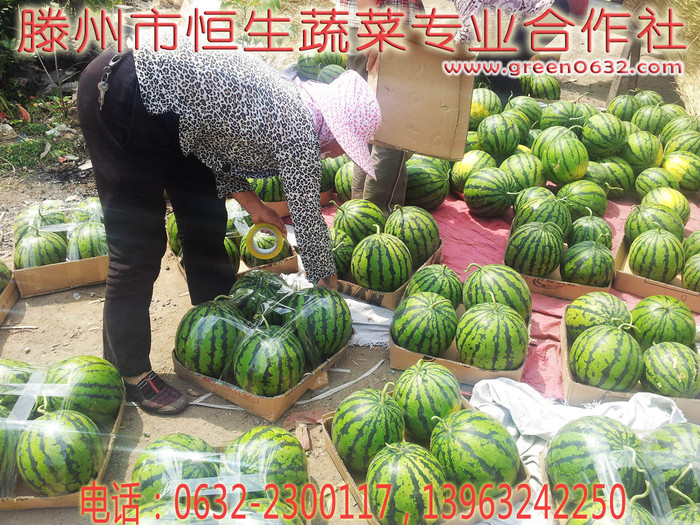 滕州西瓜 滕州西瓜