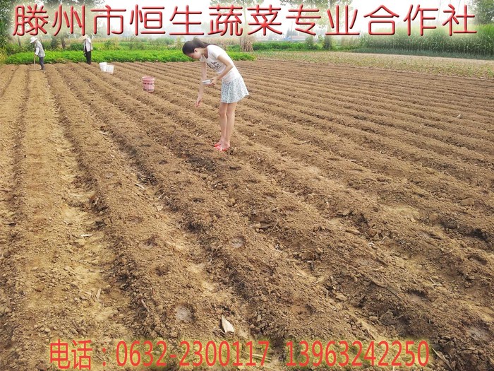山东省2013年冬季大白菜播种-滕州市恒生蔬菜专业合作社