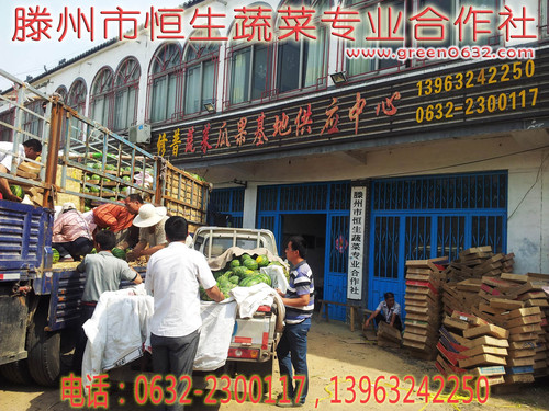 山东省滕州市恒生蔬菜专业合作社西瓜 山东省滕州市恒生蔬菜专业合作社西瓜