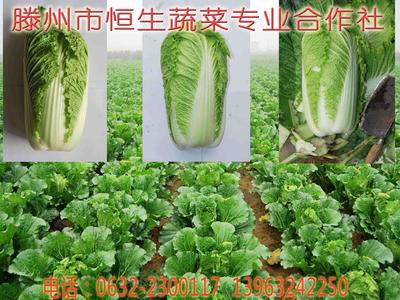 大白菜