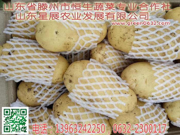 山东滕州马铃薯22.jpg