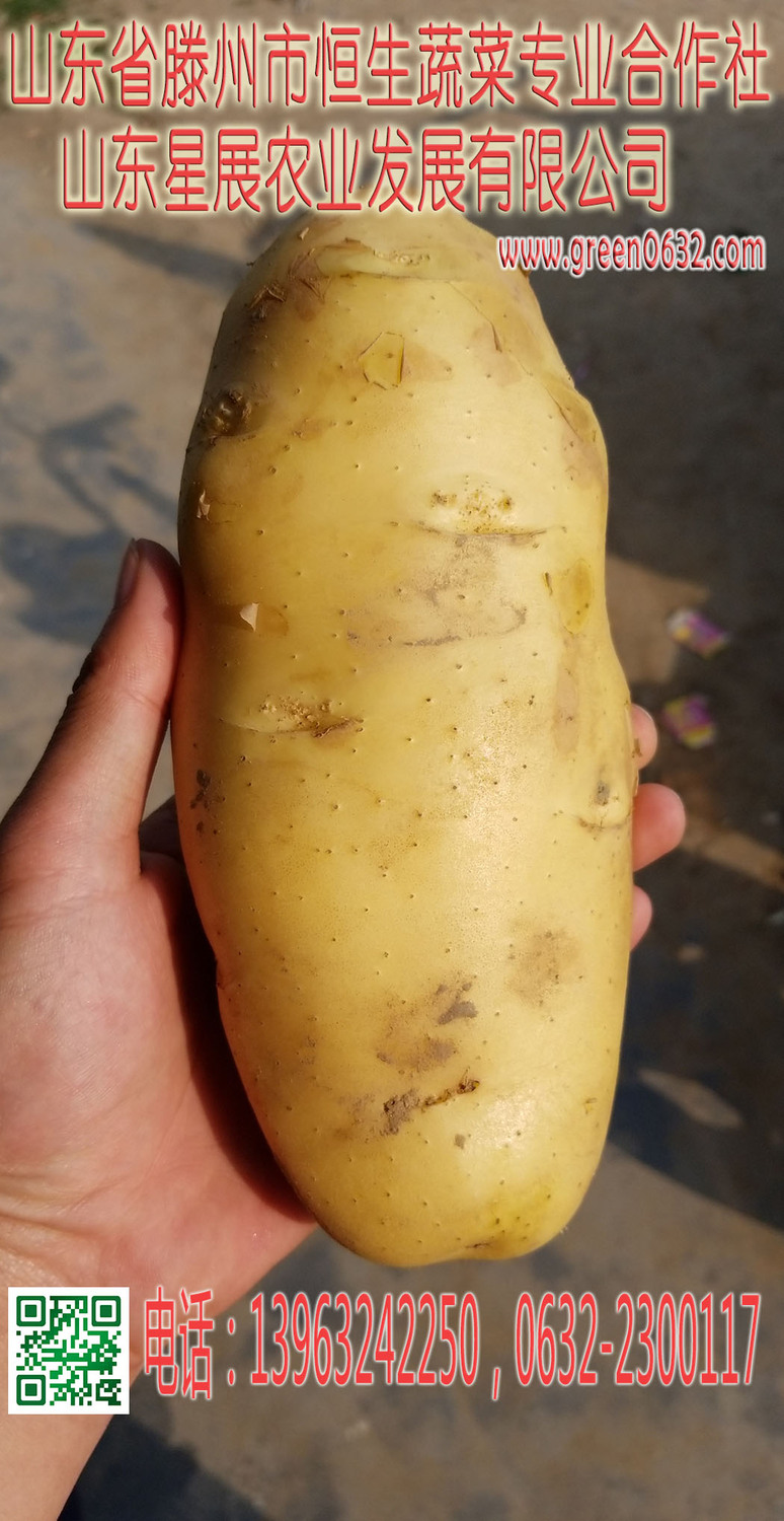 单棵土豆.jpg