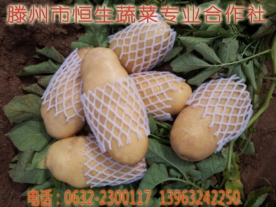 2014年新土豆，山东省滕州市恒生蔬菜专业合作社
