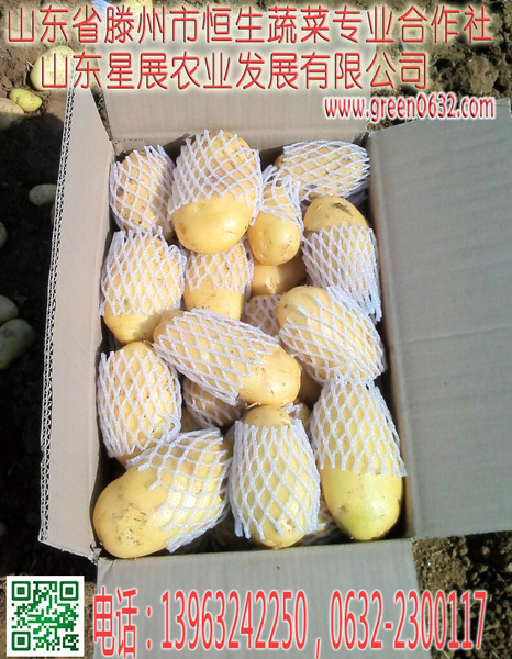 滕州土豆.jpg