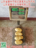 山东枣庄滕州大坞马铃薯（大坞土豆），四个土豆重七斤，价格便宜了。