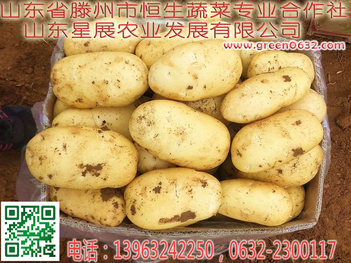 滕州大坞土豆2.jpg